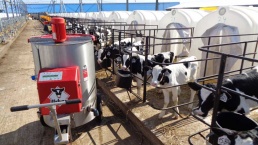 Шуваловское молоко участок с коровами