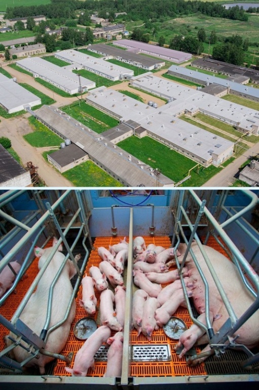 Проект по расширению производства товарной свинины